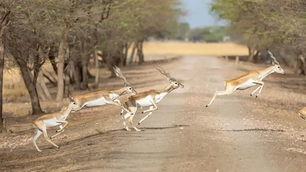 Velavadar Blackbuck National Park