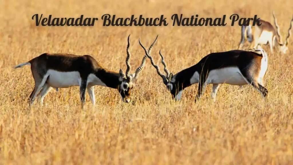 Velavadar Blackbuck National Park